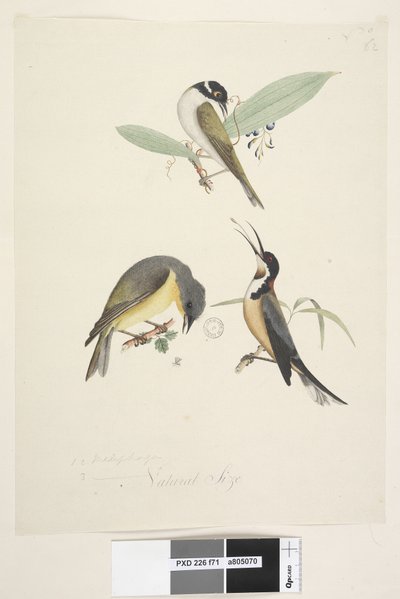 Sayfa 71. 1, 2. Meliphaga. 3., ? alt merkezde farklı elde Doğal boyutta. Üç kuş gösterilmiştir: 1. Beyaz, Naped Honeyeater by Unknown artist