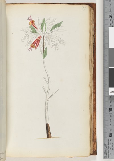 Sayfa 77. Yazı yok, tamamlanmamış çizim by Unknown artist