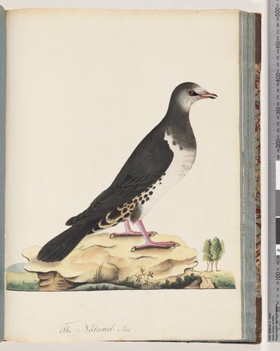 Sayfa 77. Tanımlanamayan kuş by Unknown artist