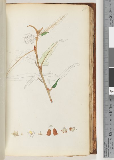 Sayfa 78. Yazı yok, tamamlanmamış çizim by Unknown artist
