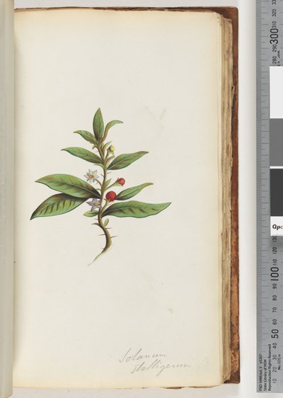 Sayfa 78a. Solanum stelligerum / Yıldız itüzümü by Unknown artist