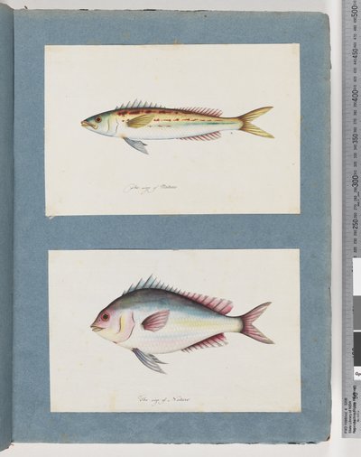 Sayfa 7. Tanımlanamayan balık. 8. Tanımlanamayan balık by Unknown artist