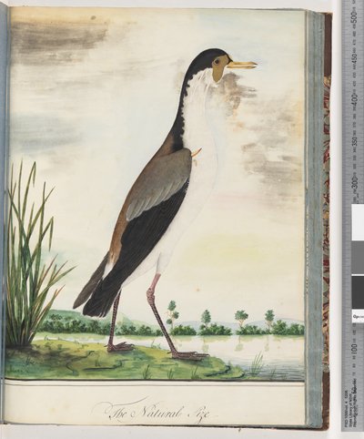 Sayfa 80. Maskeli Kız Kuşu veya Mahmuzlu, Kanatlı Cılıbıt by Unknown artist