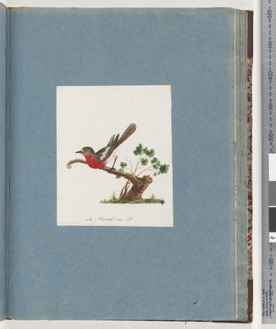 Sayfa 81. Scarlet Robin by Unknown artist