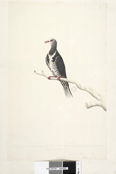 Sayfa 81. Wunga, Wunge Güvercin. 1/2 ölçekli doğal ölçü ile çizilmiştir. Bu Güvercinlerden ikisi şimdi ilk kez Aralık 1791
