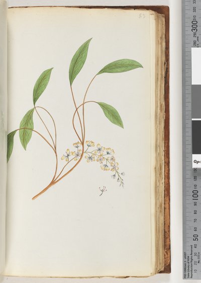 Sayfa 83. Tanımlanamayan bitki by Unknown artist