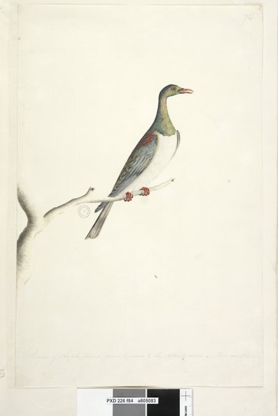 Sayfa 84. Norfolk Adası