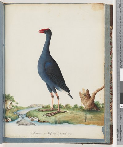 Sayfa 84. Mor Bataklık. Mor Gallinül by Unknown artist