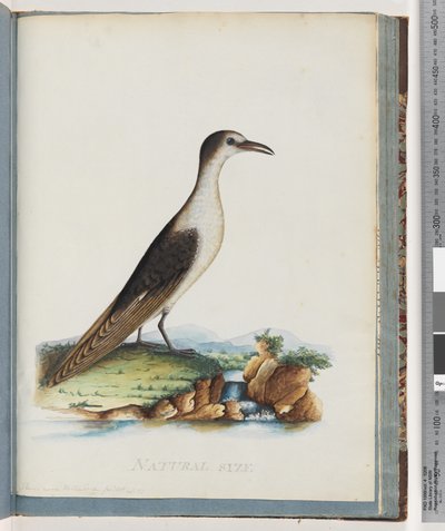 Sayfa 85. Kurumlu Sumru. Sterna nova Hollandae. New Holland Sumru by Unknown artist