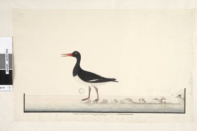 Sayfa 87. Hematopus. farklı el Eylül sağ altta. üçüncü elde alt kenar boyunca Erkek ve dişi her zaman kayalarda ve alçak noktalarda birlikte görülürler, ancak sık sık rahatsız edilmekten Liman