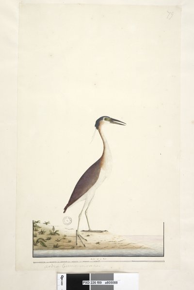 Sayfa 89. Ardea ..?.. Nankeen Gecesi, Heron Nycticorax caledonicus, 1791-92 by Unknown artist