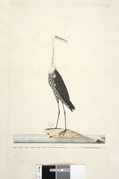 Sayfa 91. Ciconia. yukarıdaki başlık farklı bir elde Aralık, iris şüpheli Beyaz, Boyunlu Balıkçıl Ardea pacifica Notophoyx pacifica, 1791-92 by Unknown artist
