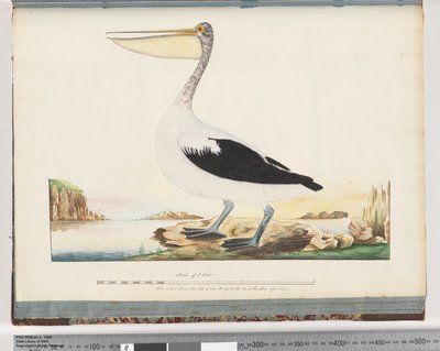 Sayfa 92. Avustralya Pelikan by Unknown artist