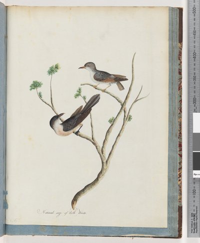 Sayfa 94. Tanımlanamayan kuşlar by Unknown artist