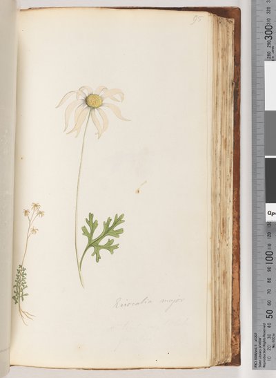 Sayfa 95. Eriocalia majör by Unknown artist