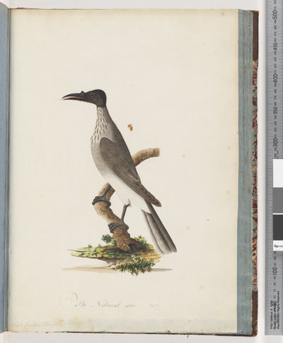 Sayfa 95. Gürültülü Friarbird. Düğme önü Honeyeater by Unknown artist