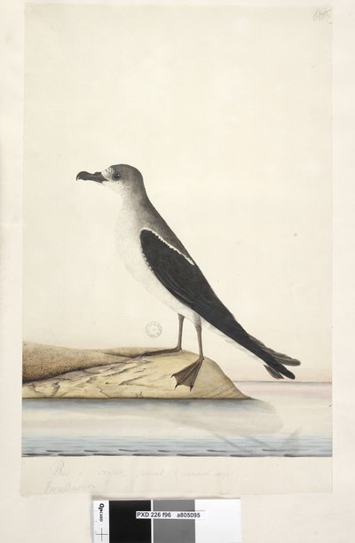 Sayfa 96. Norfolk Adası Kuşu by Unknown artist