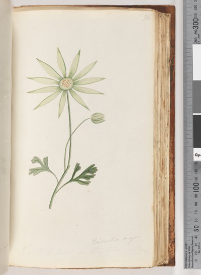Sayfa 96. Eriocalia majör. Bunun gerçek renk olduğuna inanıyorum by Unknown artist