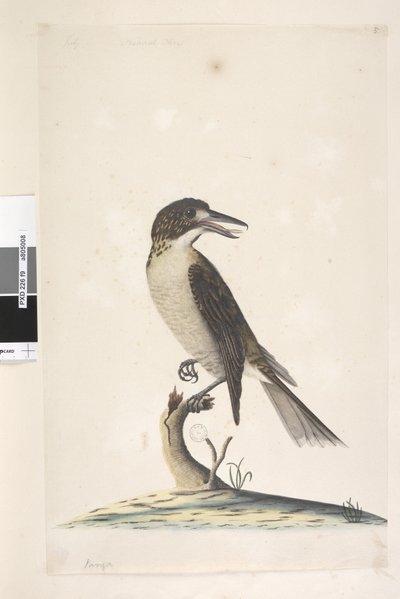 Sayfa 9. Vanga. sol üstte farklı bir elde Temmuz, doğal boy Gri Butcherbird Cracticus torquatus dişi, 1791-92 by Unknown artist