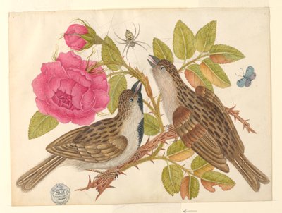 Kelebek ve Örümcek ile Gül Kökü Üzerinde Kahverengi Kuş Çifti by Unknown artist