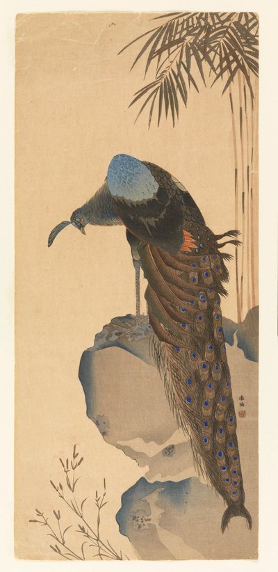 tavuskuşu by Unknown artist
