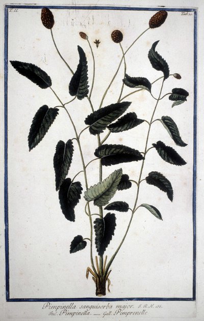 Pimprenelle: Pimpinella Sanguisorba majör. by Unknown artist