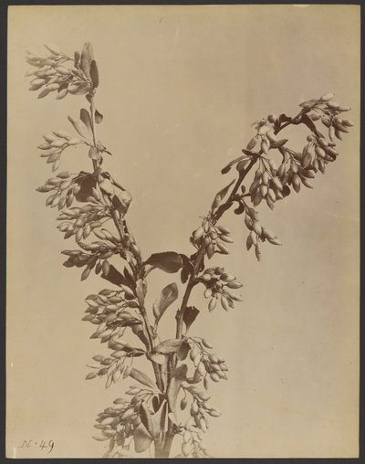 [Bakla kümeleri olan bitki] by Unknown artist