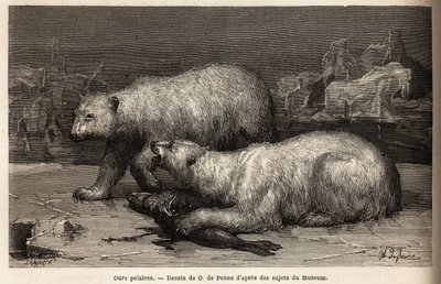Kutup ayıları buz paketinin üzerinde, az önce yakaladıkları bir foku dövüyorlar. 1860-1862