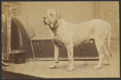 [Bir Köpeğin Portresi] by Unknown artist