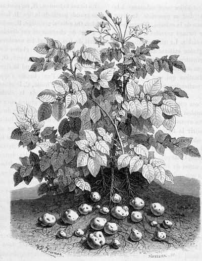 Köklerinin patates ve nişastalı yumruları - İncir ağacı by Unknown artist