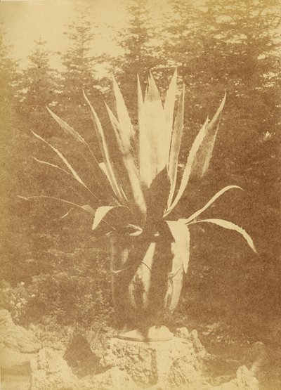 [Saksı bitkisi] by Unknown artist