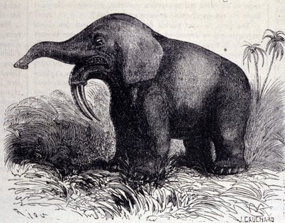 Prehistorya: bir Dinotherium
