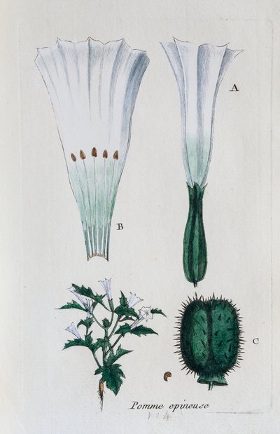 Dikenli elma (datura, yaygın jimsonweed) by Unknown artist