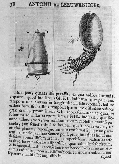 Bir meyve ağacı tohumunun temsili Hollandalı tüccar ve doğa bilimci Antoine van Leeuwenhoek (veya Leeuvenhoek veya Leeuwenhoeck) (veya Antoni veya Anthonie) (1632-1723) Çalışması “Invetigatio Arcanorum” 1722
