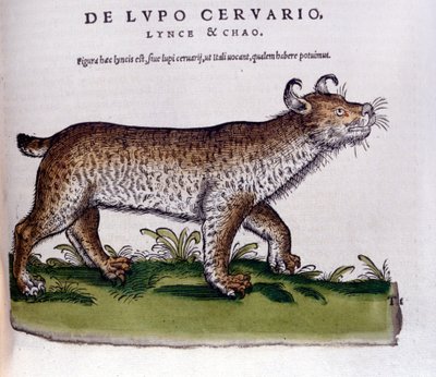 Bir vaşak temsili (kurt - geyik) - Historia Animalium de Conrad Gesner (1516 - 1565), Tiguri by Unknown artist