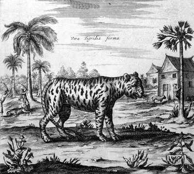 Bir kaplanın temsili, Athanasius Kircher