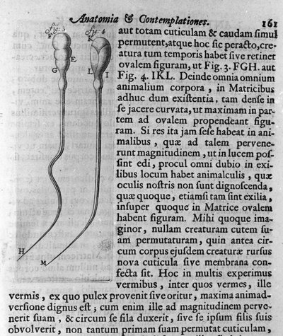Köpek spermatozoitlerinin temsili Tanım Hollandalı tüccar ve bilim adamı Antoine van Leeuwenhoek (veya Leeuvenhoek Leeuwenhoeck) (veya Antoni veya Anthonie) (1632-1723) tarafından yapılmıştır. “Investigatio Arcanorum” 1722
