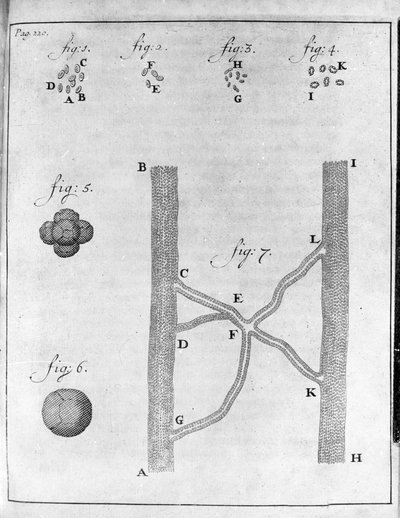 Somon balığı ve kalkan balığının hematinin (kırmızı kan hücresi) temsili Hollandalı tüccar ve doğa bilimci Antoine van Leeuwenhoek (veya Leeuvenhoek veya Leeuwenhoeck) (veya Antoni veya Anthonie) (1632-1723)