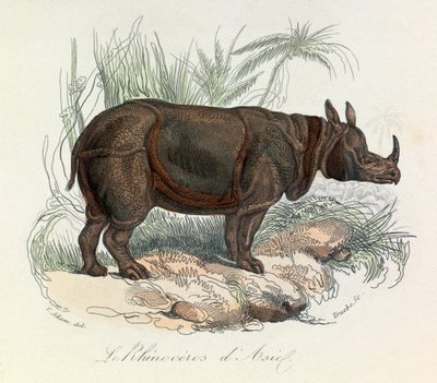 Linneen isimlendirmesi ve Cuvier tarafından sınıflandırılan Asya gergedanı (gravür) by Unknown artist