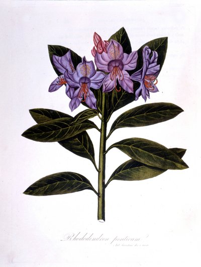Ormangülü (Rhododendrum Köprüleri). by Unknown artist