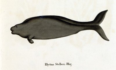 Rhytina Stelleri ayrıca deniz ineği Steller olarak da adlandırılır, örnek 18. yüzyılda ortadan kaybolur. by Unknown artist
