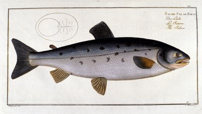 Somon (Salmo salar) Marc Elieser Bloch Ichtyologie Paris - Berlin - Londra 1787. by Unknown artist