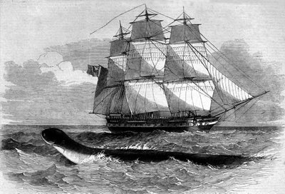 Deniz canavarı: 1848