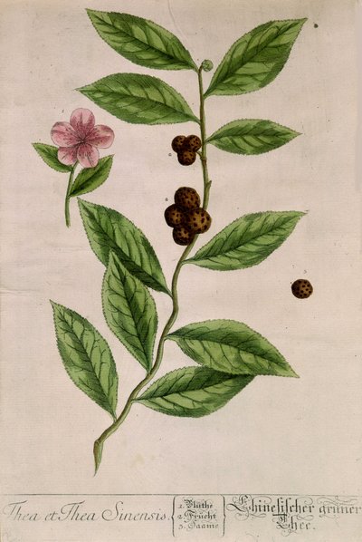 Sinensis çay bitkisi - botanik kurulu by Unknown artist