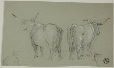 Maremma'dan Beyaz Sığır Eskizleri by Unknown artist