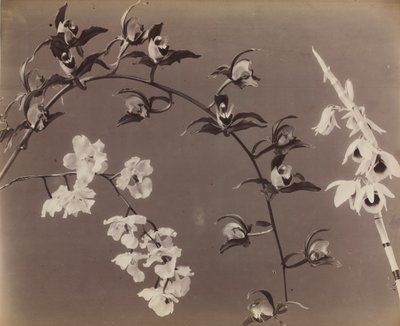 Orkide Çalışması by Unknown artist