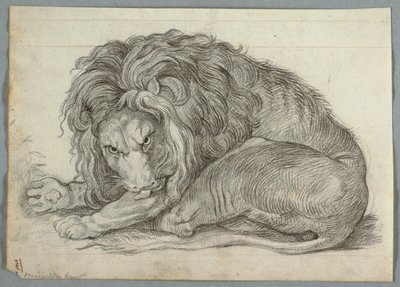 Aslan Çalışması by Unknown artist