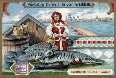 Mersin balığı, sterlet, havyar, elinde kova tutan genç bir kadınla, bir Rus kasabasının önünde - Liebig kromolitografisi by Unknown artist