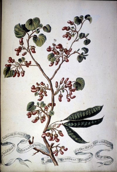 Sylvestris Rotundifolia. 19. yüzyıl herbaryumu. by Unknown artist
