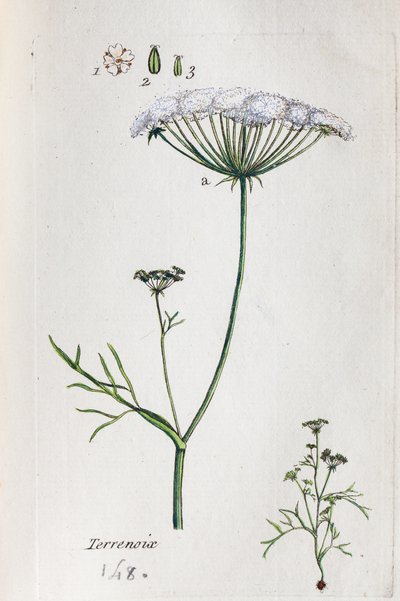 Terrenoix (Terre-Noix, Nox de Terre) by Unknown artist